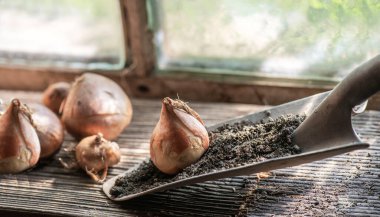 flower bulb placed on a small garden shovel full of soil near a window in the garden shed