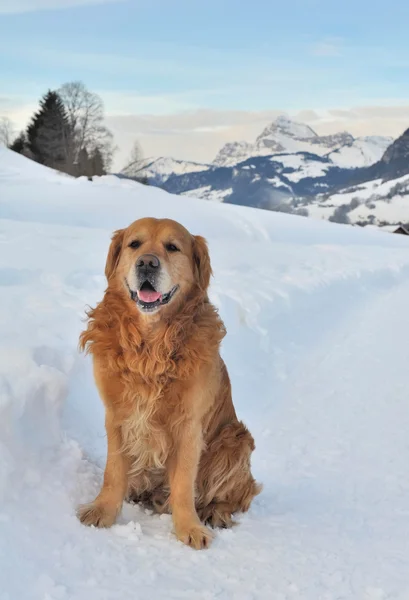 Pes ve sněhu — Stock fotografie