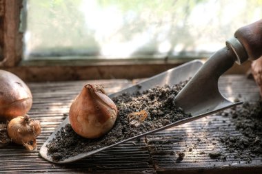 flower bulb placed on a small garden shovel full of soil near a window in the garden shed