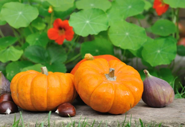 Pumpkins ans seasonal fruits — Stock Photo, Image