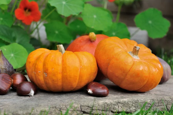 Little pumpkins — Stock Photo, Image