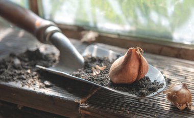 flower bulb placed on a small garden shovel full of soil near a window in the garden shed