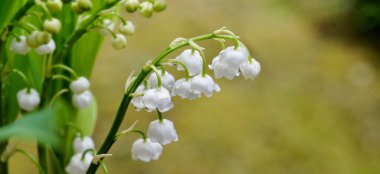 Vadideki taze nilüferlerden oluşan beyaz çanların üzerine su damlaları ve bir bahçede açan çiçeklerle kaplan.