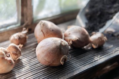 Bahçedeki bir evin penceresinin yanındaki diğer ampullerin yanındaki tahta kürekte çiçek ampulüne yakın çekim.