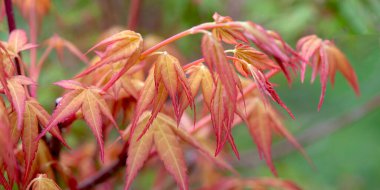 Akçaağaç yaprağına yakından bak baharda yeşil arka planda büyüyen bir bahçede.