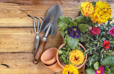 Terasotta saksılarındaki renkli saksı çiçeklerinin en üst görüntüsü ve ahşap masa üzerinde bahçe malzemeleri.