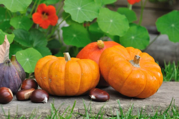 Little pumpkins and fruits — Stock Photo, Image