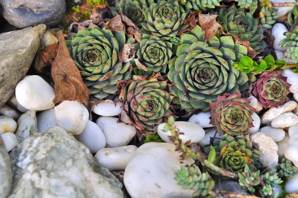 Houseleek on white stone — Stock Photo, Image