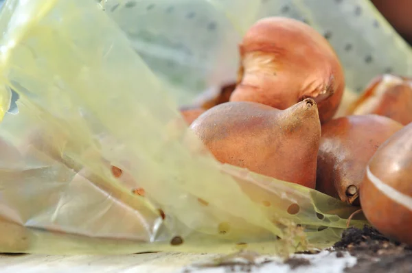 Close on flower bulbs — Stock Photo, Image