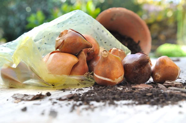 Saco de bulbos de flores — Fotografia de Stock