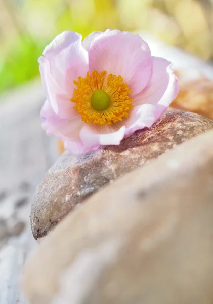 Anemone on stone — Stock Photo, Image