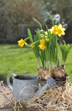 Nergis ve sulama olabilir 