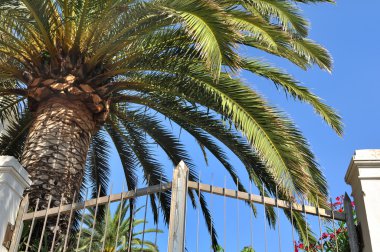 palmiye ağacı bahçede