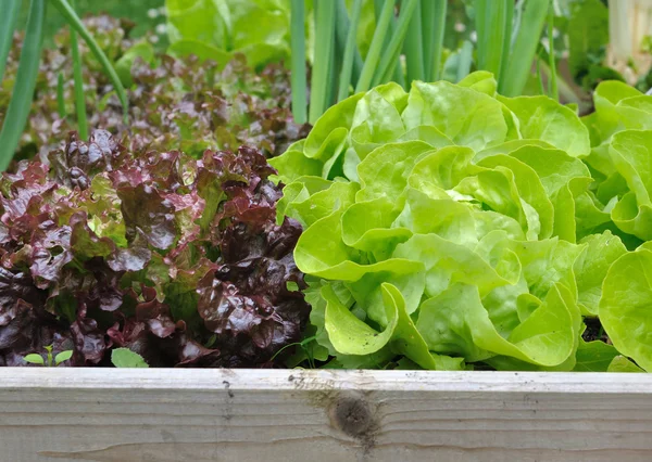 Cerrar en lechuga frescura — Foto de Stock