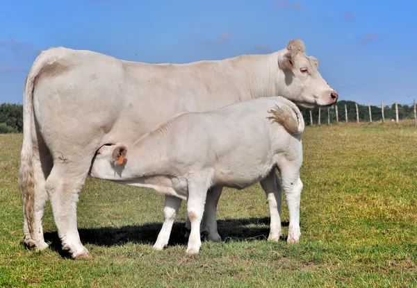 Kälber und Kuh — Stockfoto