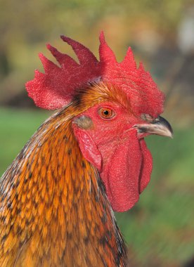 güzel horoz üzerinde kapatın