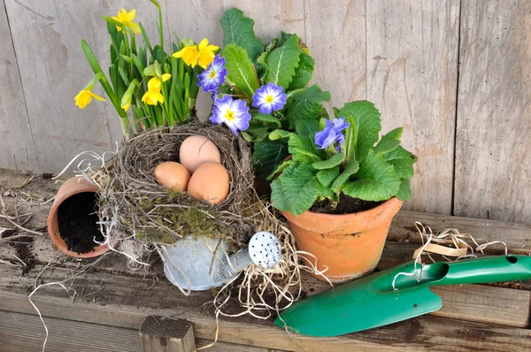 Fleurs de printemps avec oeufs — Photo