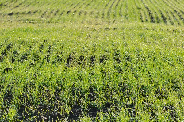 Green field seedlings — Stock Photo, Image