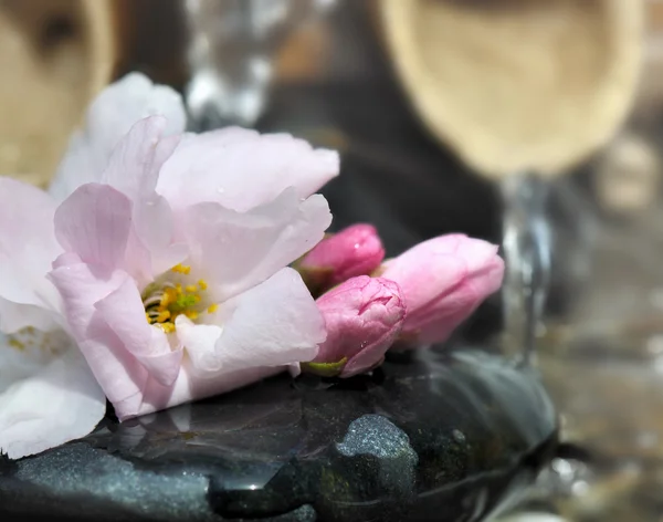 小卵石上的樱桃花 — 图库照片