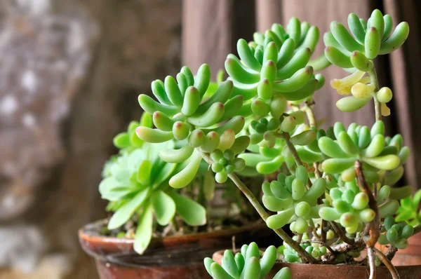 Pianta succulenta in vaso — Foto Stock