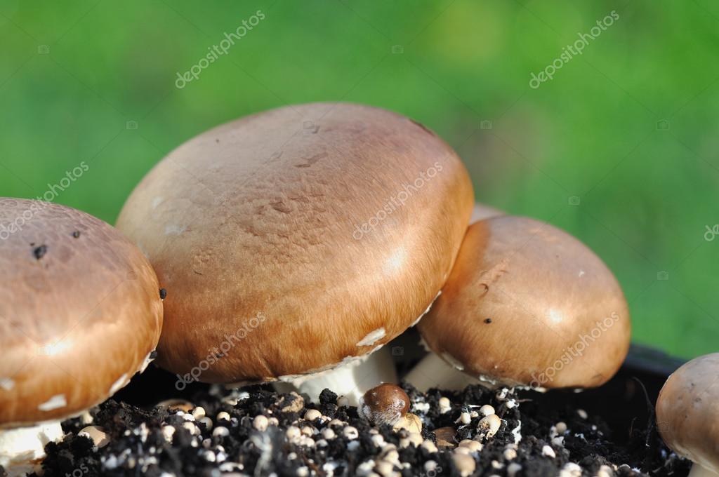 Growing mushrooms in pot — Stock Photo © sanddebeautheil 92474938