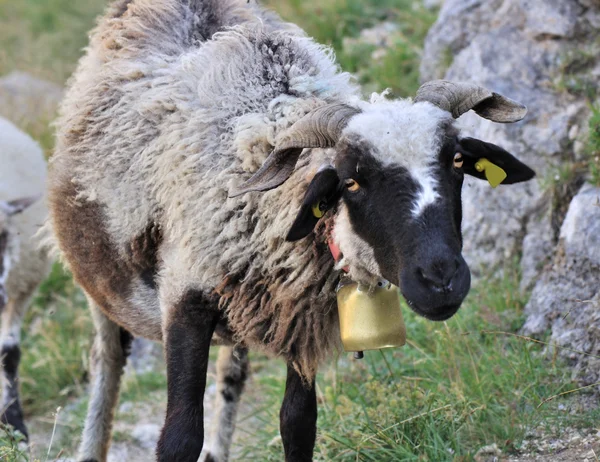 黒頭の羊 — ストック写真