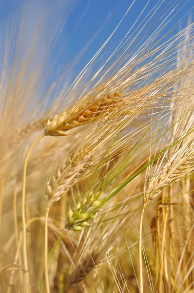 Primer plano sobre el trigo — Foto de Stock