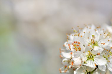 güzel kiraz çiçek