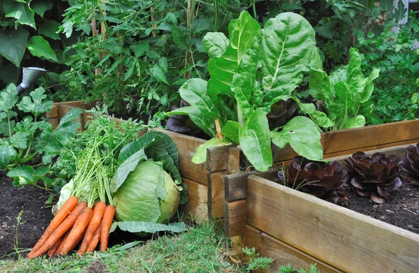 Légumes dans un patch — Photo