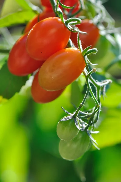Pomodori ciliegini — Foto Stock