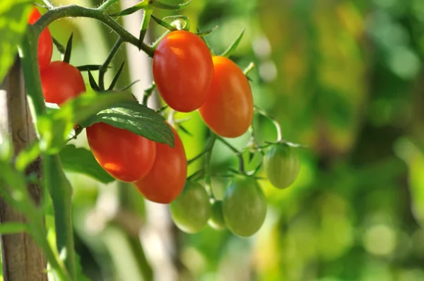 Pomodori ciliegia piuttosto — Foto Stock