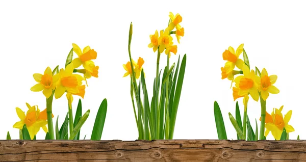 Pretty bunch of daffodils — Stock Photo, Image