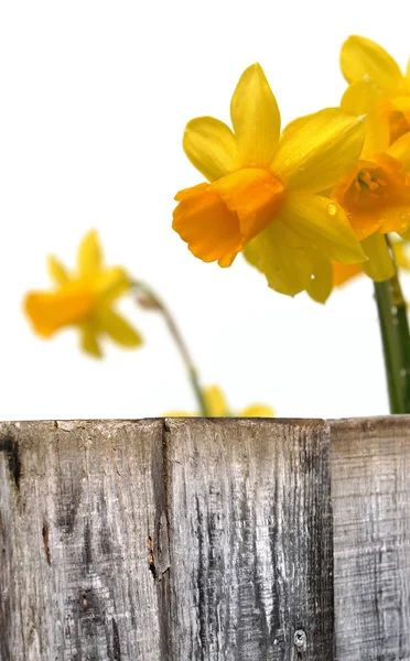 Close on daffodils — Stock Photo, Image