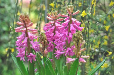 bahçede çiçek açan sümbüller 