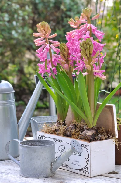 Jacinthes en fleurs dans une boîte — Photo