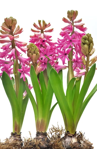 Blooming pink  hyacinths — Stock Photo, Image