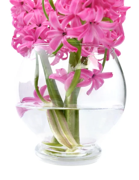 Hyacinths in water — Stock Photo, Image