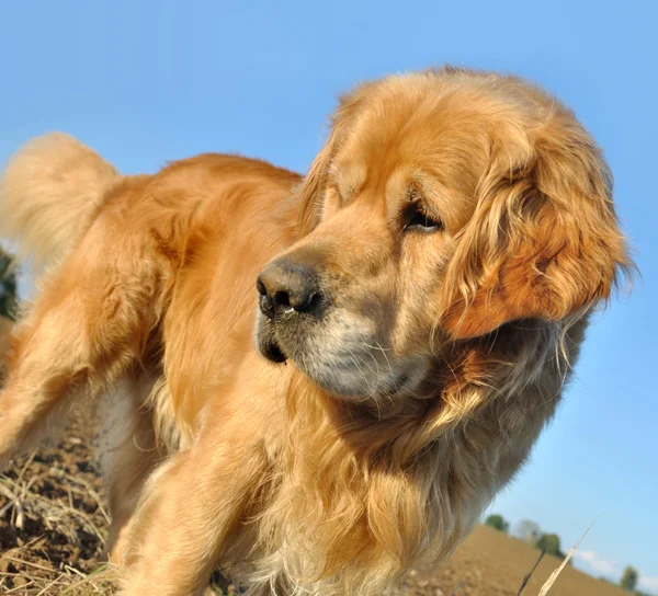 Golden retriever outdoor — Stock Photo, Image