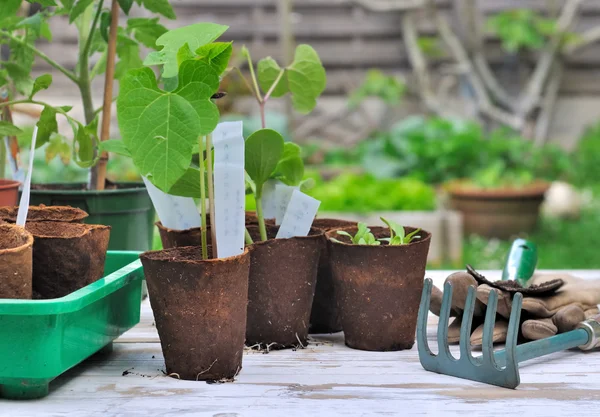 Les semis dans le jardin — Photo