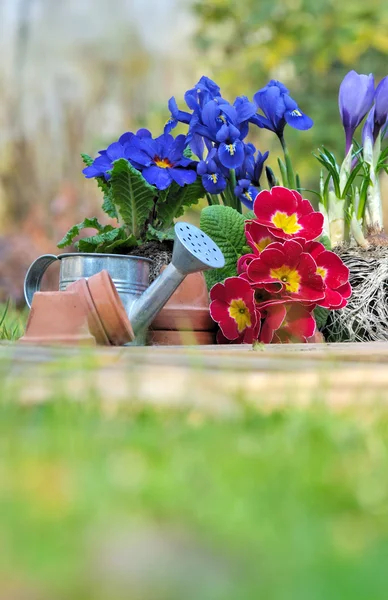 Springtime i trädgården — Stockfoto