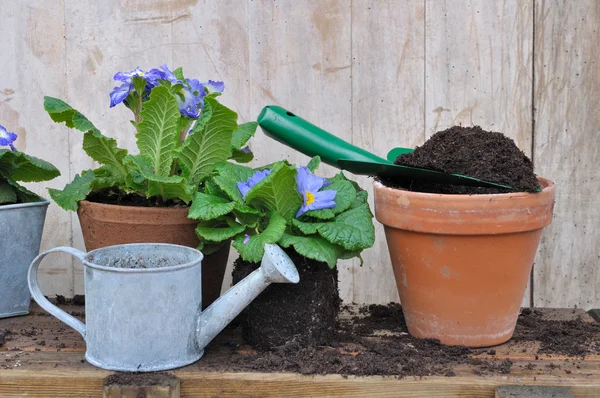 Compost pour les usines de mise en pot — Photo