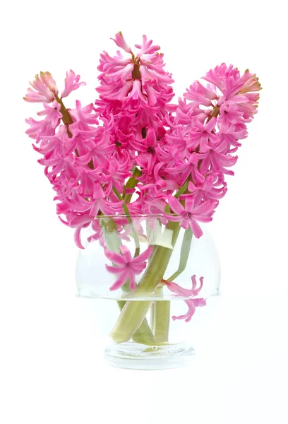 Bouquet of hyacinths — Stock Photo, Image