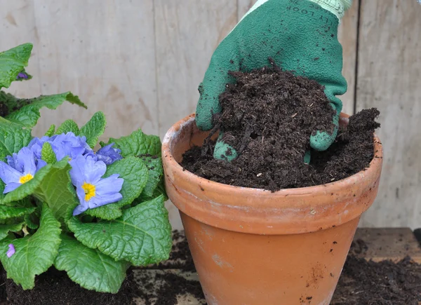 Mengisi pot bunga tanah — Stok Foto