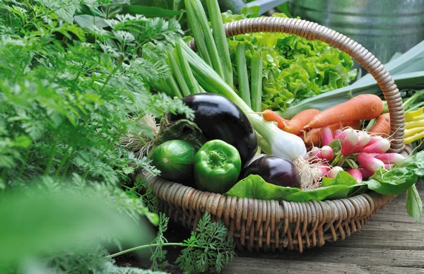 Plantaardige mand in tuin — Stockfoto