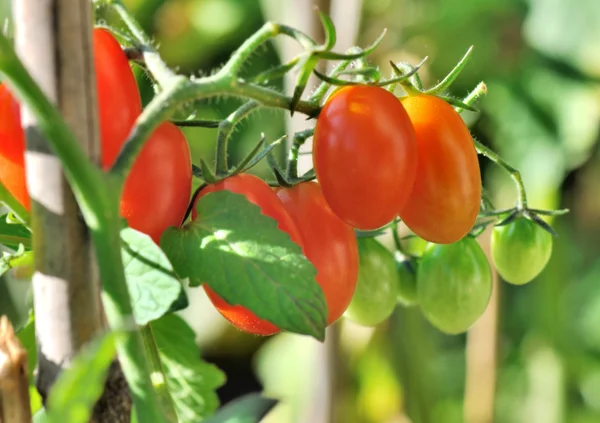 Monte de pequenos tomates — Fotografia de Stock