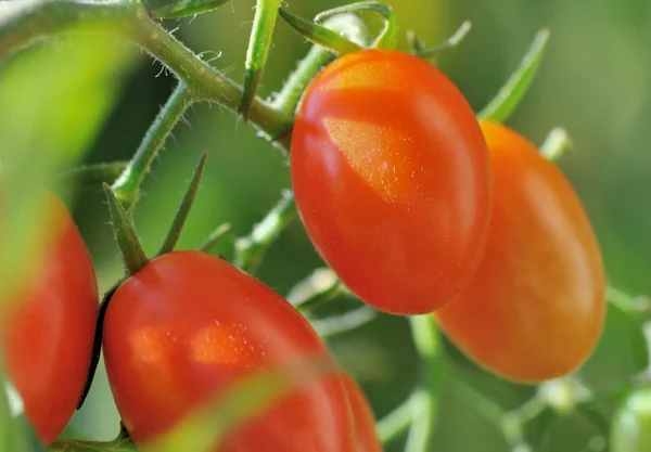 Petites tomates mûres — Photo