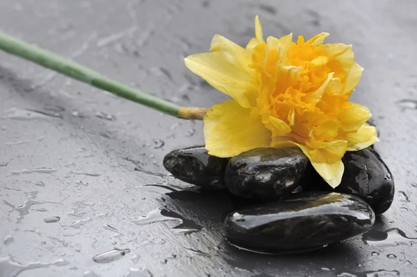 Påsklilja på svart pebbles — Stockfoto