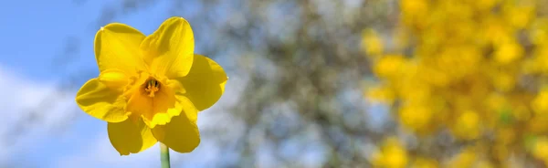 Yellow daffodil corolla — Stock Photo, Image