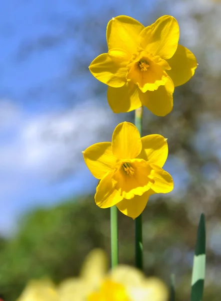 Daffodil blossoming in spring — Stock Photo, Image