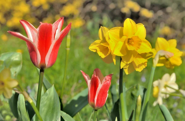 Tavaszi virágok, kert — Stock Fotó